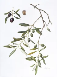 Olive, 1995